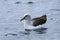Buller`s Albatross, Thalassarche bulleri, on water