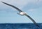 Buller`s Mollymawk Albatross in Australasia