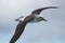 Buller`s Mollymawk Albatross in Australasia