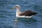 Buller`s Mollymawk Albatross in Australasia