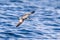 Buller`s Shearwater in Australasian Waters