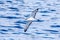 Buller`s Shearwater in Australasian Waters