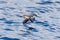 Buller`s Shearwater in Australasian Waters