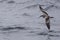 Buller`s Shearwater, Puffinus bulleri in flight