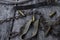 Bullet shells and rusy chain resting on wooden table