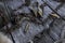 Bullet shells and rusy chain resting on wooden table