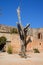 Bullet tree at Arkadi Monastery.