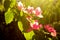 Bullet wood flower or Bougainvillea flower blooming