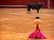 Bullfighter and bull in a standoff