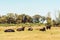 Bullfighting black bulls at Camargue Park on delta Rhone River