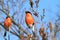 Bullfinch