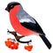 Bullfinch