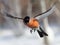 Bullfinch