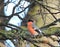 Bullfinch bird