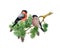 Bullfinch bird couple on pine branch. Watercolor painted illustration. Hand drawn Pyrrhula pyrrhula avian. Realistic
