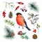 Bullfinch bird forest set. Watercolor illustration. Hand drawn small cute bullfinch bird, fir tree branch, cone, red