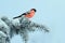 bullfinch bird sits on a spruce branch covered with snow in a festive new year`s winter Park