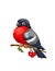Bullfinch bird on viburnum branch with red berries