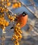 Bullfinch on the branch of Sea-buckthorn