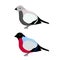 Bullfinch cartoon illustration in color and black and white