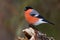 The bullfinch, common bullfinch or Eurasian bullfinch