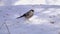 Bullfinch, common bullfinch or Eurasian bullfinch Pyrrhula pyrrhula female eating sunflower seeds on the snow in early spring