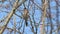 Bullfinch, common bullfinch or Eurasian bullfinch /Pyrrhula pyrrhula/ female sits on a branch and whistles