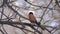 Bullfinch, common bullfinch or Eurasian bullfinch Pyrrhula pyrrhula male sings a spring song sitting on a branch in early spring