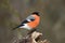 The bullfinch, common bullfinch or Eurasian bullfinch  Pyrrhula pyrrhula sitting on the branch with brown background