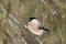 The bullfinch, common bullfinch or Eurasian bullfinch  Pyrrhula pyrrhula sitting on the branch with green background