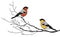 Bullfinch couple