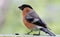 Bullfinch eating sunflower seeds