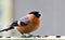 Bullfinch eating sunflower seeds