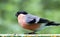 Bullfinch eating sunflower seeds