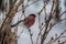 A bullfinch feeding on seeds in the bush on winterâ€™s day