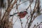 A bullfinch feeding on seeds in the bush on winterâ€™s day