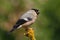 Bullfinch female