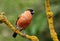 Bullfinch male