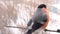 Bullfinch male bird