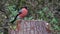 Bullfinch male bird nature red