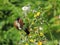 Bullfinch nibbling on Groundsel seeds.