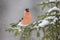 Bullfinch, Northern Bullfinch. Pyrrhula pyrrhula