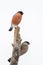 Bullfinch, Northern Bullfinch. Pyrrhula pyrrhula