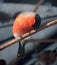 Bullfinch orange sitting at branch at the sun eating wood