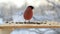 Bullfinch pecks sunflower seeds in the bird feeder in winter. Slow motion video