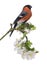 Bullfinch perched on a blossoming branch, isolated