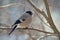 Bullfinch perched on a branch