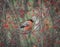 Bullfinch perched on rowan tree branch with a berry in its beak