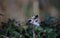 A bullfinch perched in a tree in the woods