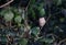 A bullfinch perched in a tree in the woods